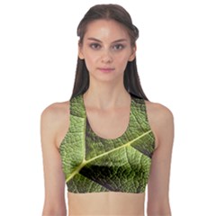 Green Leaf Giant Rhubarb Mammoth Sheet Sports Bra by Wegoenart