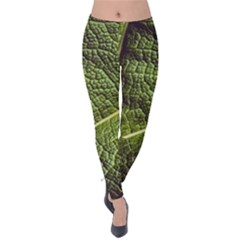 Green Leaf Giant Rhubarb Mammoth Sheet Velvet Leggings by Wegoenart