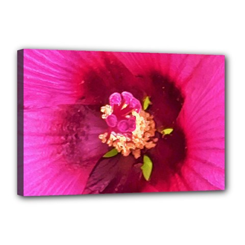 Deep Pink And Crimson Hibiscus Flower Macro Canvas 18  X 12  (stretched) by myrubiogarden