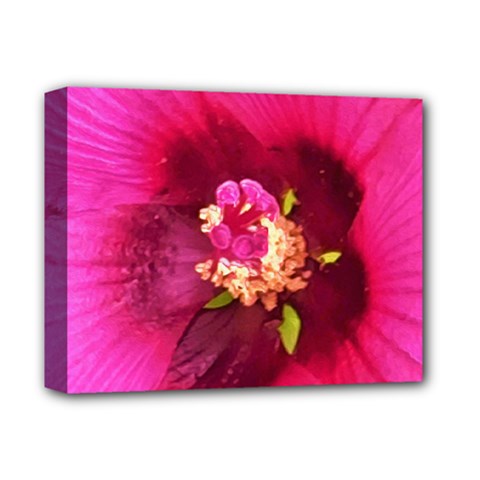 Deep Pink And Crimson Hibiscus Flower Macro Deluxe Canvas 14  X 11  (stretched) by myrubiogarden