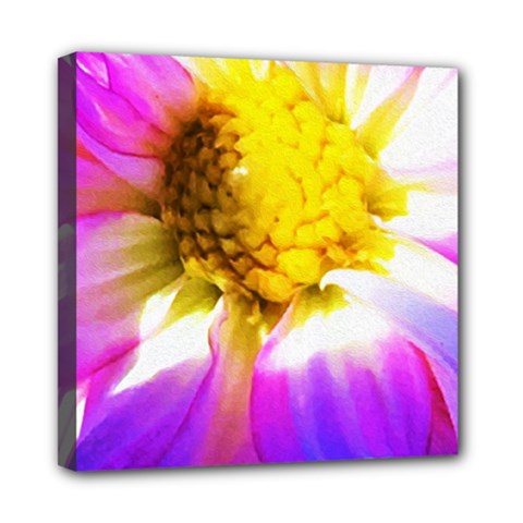 Purple, Pink And White Dahlia With A Bright Yellow Center Mini Canvas 8  x 8  (Stretched)