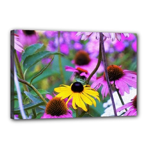 Yellow Flowers In The Purple Coneflower Garden Canvas 18  X 12  (stretched)