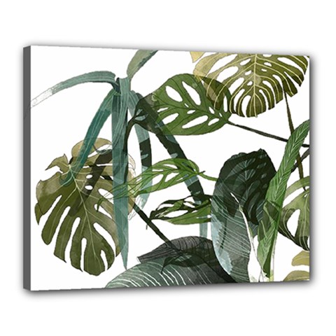 Botanical Illustration Palm Leaf Canvas 20  X 16  (stretched) by Mariart