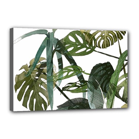 Botanical Illustration Palm Leaf Canvas 18  X 12  (stretched) by Mariart