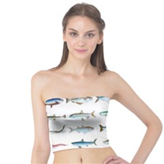 Ml 6-6 Fish Tube Top by ArtworkByPatrick