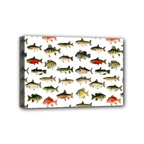 Ml 71 Fish Of North America Mini Canvas 6  X 4  (stretched) by ArtworkByPatrick