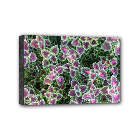 Ivy Lace Flower Flora Garden Mini Canvas 6  X 4  (stretched) by Pakrebo