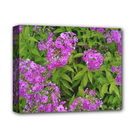 Stratford Garden Phlox Deluxe Canvas 14  X 11  (stretched) by Riverwoman