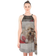 Cockapoo In Dog s Bed Halter Collar Waist Tie Chiffon Dress