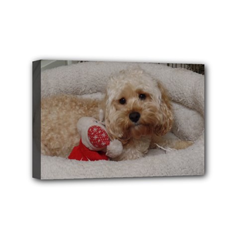 Cockapoo In Dog s Bed Mini Canvas 6  X 4  (stretched) by pauchesstore