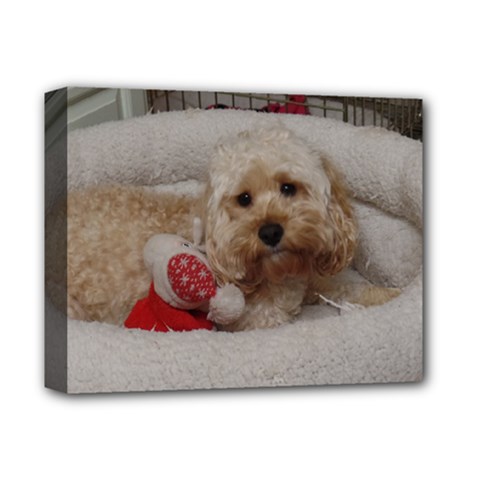 Cockapoo In Dog s Bed Deluxe Canvas 14  X 11  (stretched) by pauchesstore