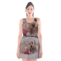 Cockapoo In Dog s Bed Scoop Neck Skater Dress by pauchesstore