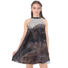 Laying In Dog Bed Halter Neckline Chiffon Dress  by pauchesstore