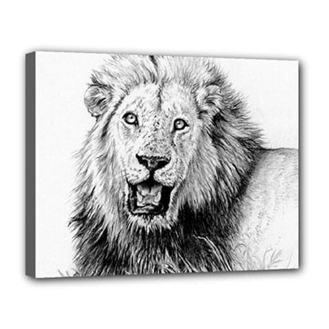 Lion Wildlife Art And Illustration Pencil Canvas 14  X 11  (stretched) by Sudhe