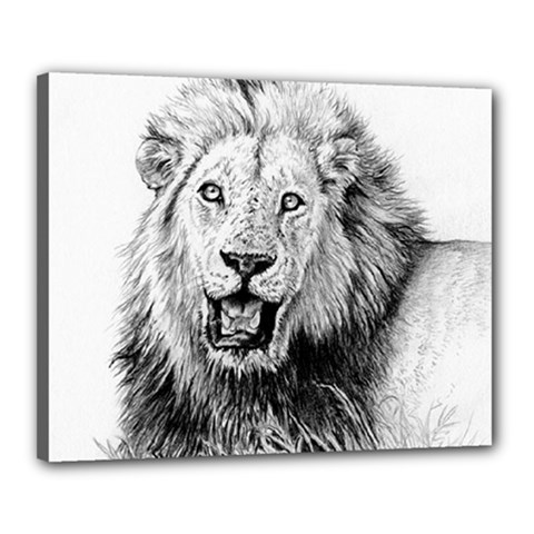 Lion Wildlife Art And Illustration Pencil Canvas 20  X 16  (stretched) by Sudhe