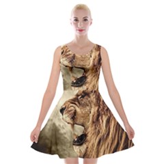 Roaring Lion Velvet Skater Dress by Sudhe