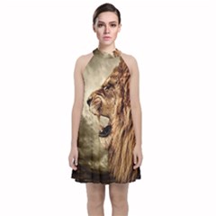 Roaring Lion Velvet Halter Neckline Dress  by Sudhe