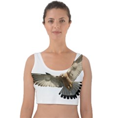 Eagle Velvet Crop Top by Sudhe