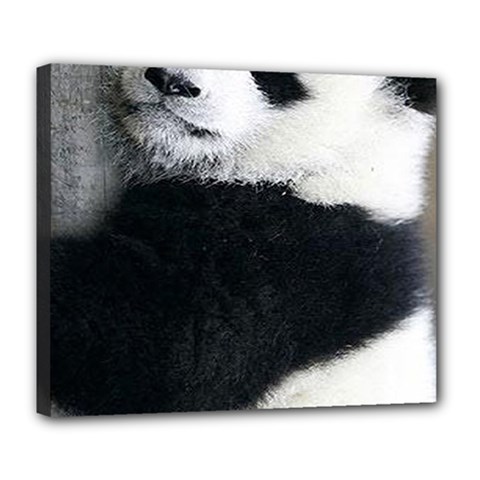 Panda Bear Sleeping Deluxe Canvas 24  X 20  (stretched) by Sudhe