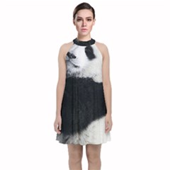 Panda Bear Sleeping Velvet Halter Neckline Dress  by Sudhe