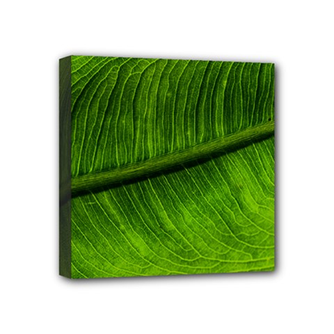 Green Leaf Plant Freshness Color Mini Canvas 4  X 4  (stretched) by Pakrebo