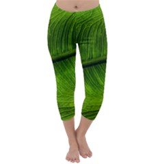 Green Leaf Plant Freshness Color Capri Winter Leggings  by Pakrebo