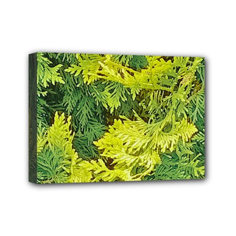 Garden Of The Phoenix Mini Canvas 7  X 5  (stretched) by Riverwoman