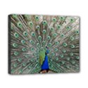 Peacock Bird Animal Feather Canvas 10  x 8  (Stretched) View1