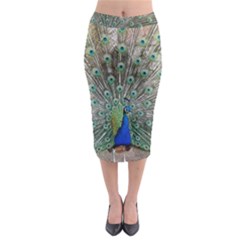 Peacock Bird Animal Feather Midi Pencil Skirt