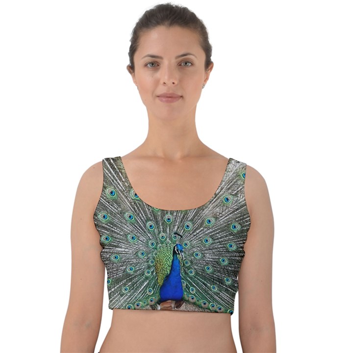 Peacock Bird Animal Feather Velvet Crop Top