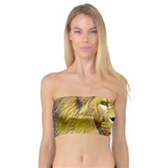 Lion Lioness Wildlife Hunter Bandeau Top by Pakrebo