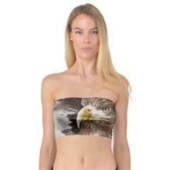 Sea Eagle Raptor Nature Predator Bandeau Top by Pakrebo