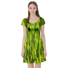 Agricultural Field   Short Sleeve Skater Dress