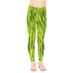 Agricultural Field   Kids  Legging