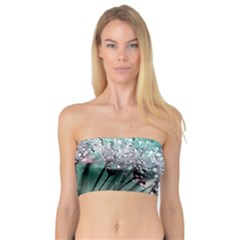 Dandelion Seeds Flower Nature Bandeau Top by Pakrebo