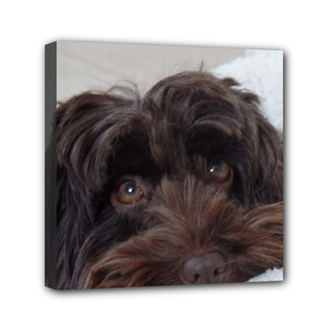 Laying In Dog Bed Mini Canvas 6  X 6  (stretched) by pauchesstore