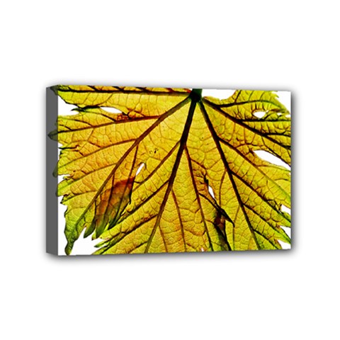 Leaf Grape Vine Sunlight Garden Mini Canvas 6  X 4  (stretched) by Pakrebo