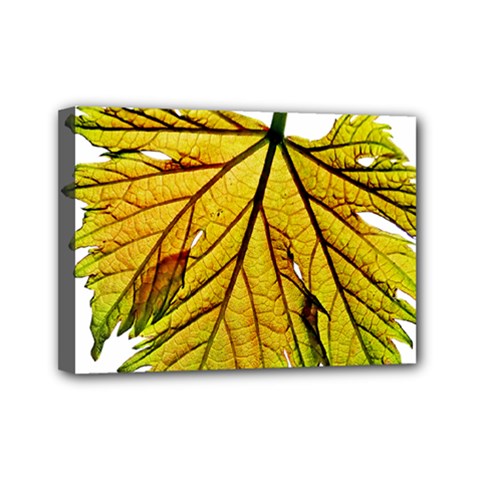 Leaf Grape Vine Sunlight Garden Mini Canvas 7  X 5  (stretched) by Pakrebo