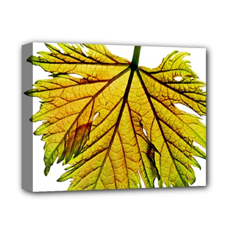 Leaf Grape Vine Sunlight Garden Deluxe Canvas 14  X 11  (stretched) by Pakrebo