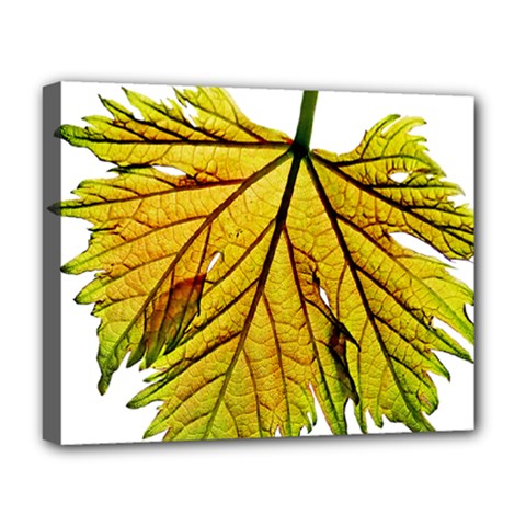 Leaf Grape Vine Sunlight Garden Deluxe Canvas 20  X 16  (stretched) by Pakrebo