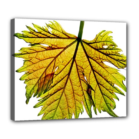 Leaf Grape Vine Sunlight Garden Deluxe Canvas 24  X 20  (stretched) by Pakrebo