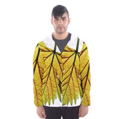 Leaf Grape Vine Sunlight Garden Men s Hooded Windbreaker