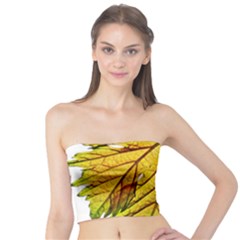 Leaf Grape Vine Sunlight Garden Tube Top by Pakrebo