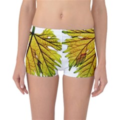 Leaf Grape Vine Sunlight Garden Reversible Boyleg Bikini Bottoms by Pakrebo