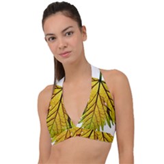 Leaf Grape Vine Sunlight Garden Halter Plunge Bikini Top by Pakrebo