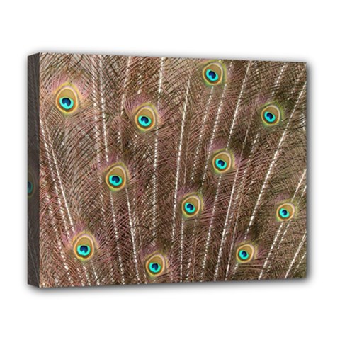 Peacock Feather Bird Exhibition Deluxe Canvas 20  X 16  (stretched) by Pakrebo