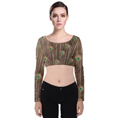 Peacock Feather Bird Exhibition Velvet Long Sleeve Crop Top by Pakrebo