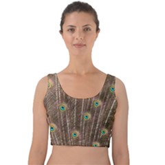 Peacock Feather Bird Exhibition Velvet Crop Top by Pakrebo