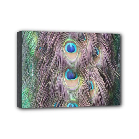 Peacock Bird Pattern Mini Canvas 7  X 5  (stretched) by Pakrebo