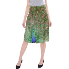 Peacock Color Bird Colorful Midi Beach Skirt by Pakrebo